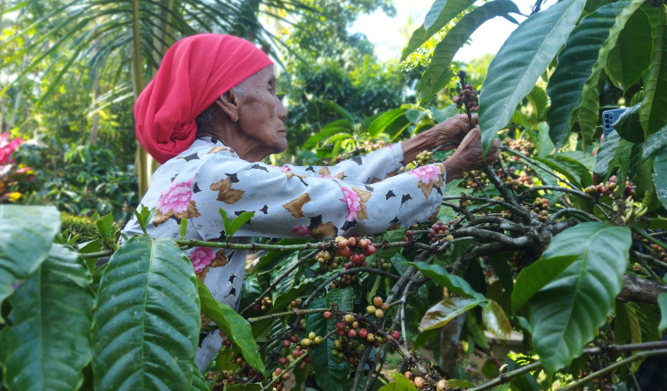 Panen Raya Kopi Rakyat Gombengsari Banyuwangi Meningkat, Harga Juga Menggembirakan