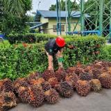 Tetap Beli TBS Petani Sesuai Harga Disbun, PT RMM dan PT DIS Tuai Apresiasi ‎