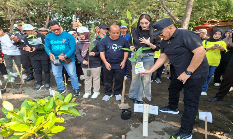 Hari Lingkungan Hidup, Pemkot Tegal Tanam 2.000 Mangrove dan Cemara Laut di Pantai Pulo Kodok