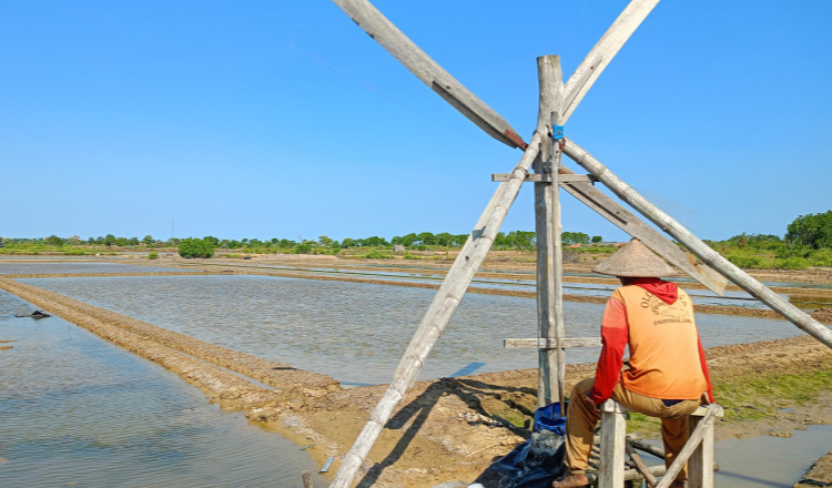 Kemarau El Nino Tahun 2026, Petambak Garam di Sampang Belum Penen Maksimal