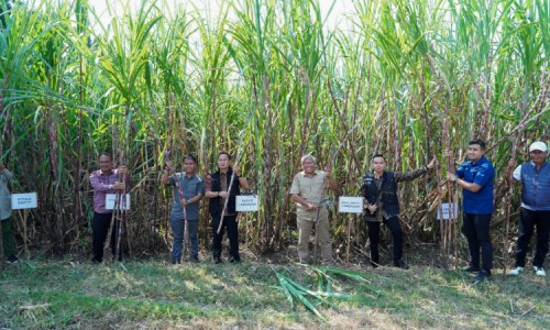 Dukung Swasembada Gula, Kementan Gelontorkan Program Bongkar Ratoon 1.385 Hektar di Lamongan