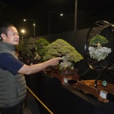 Menguatkan Ekonomi Kreatif di Lamongan Melalui Pameran Bonsai Nasional