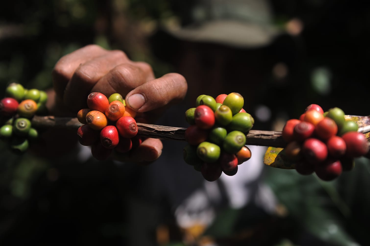 Musim Petik Kopi di Gunung Pasang Jember