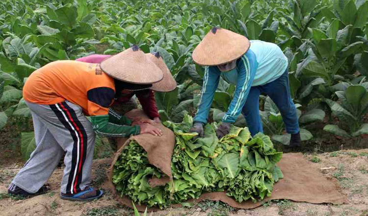 Paguyuban PR Sumenep Dorong Industri Rokok Tingkatkan Serapan Tembakau Lokal