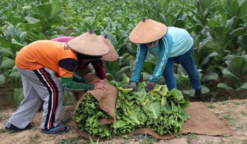 Paguyuban PR Sumenep Dorong Industri Rokok Tingkatkan Serapan Tembakau Lokal